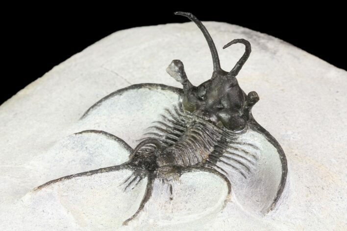 Spiny Ceratarges Trilobite - Zireg, Morocco #85417